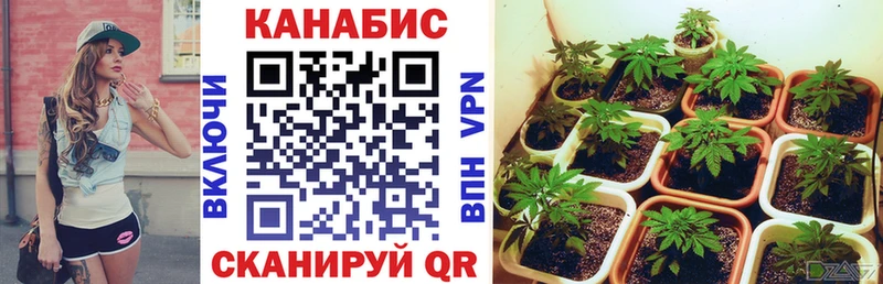 где можно купить наркотик  Россошь  Марихуана индика 